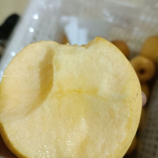 泰安维纳斯黄金苹果
