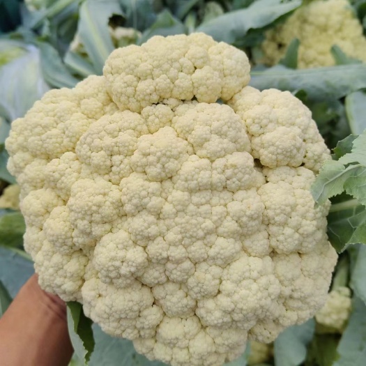 亳州露天种植花菜产地直发一首货源谯城区