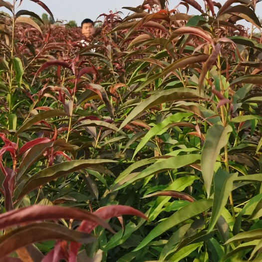 鄢陵县红叶碧桃小苗