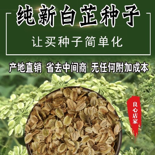 亳州二年新白芷种子，优质白芷种子，免费提供技术