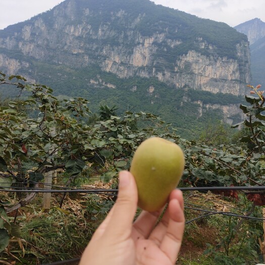 江油市绿色健康，动物肥料＋有机肥种植，果品带有质检报告。