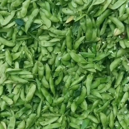 莒县牛羊饲料，高蛋白新鲜毛豆皮