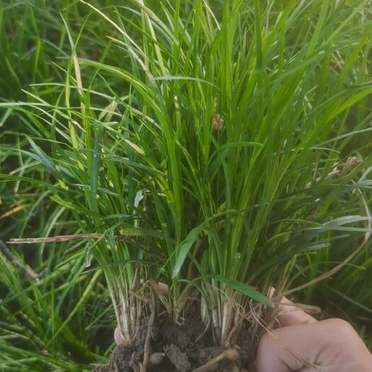 无土细叶麦冬草。产地直销，无中间环节。