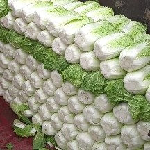 凌海市黄心白菜