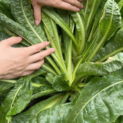 梁山县大叶四季菊苣耐寒多年生