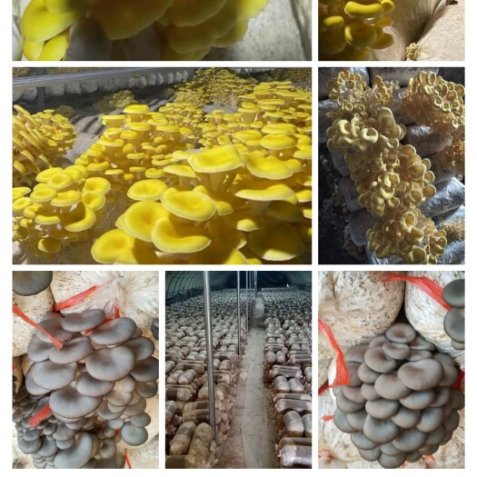 淄博常年出售平菇榆黄蘑等出菇菌包，质优价优出菇量大敢货比三家。