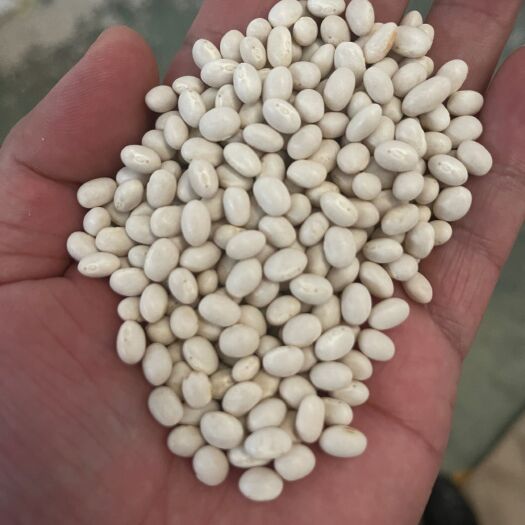 海军白，小白扁豆，
