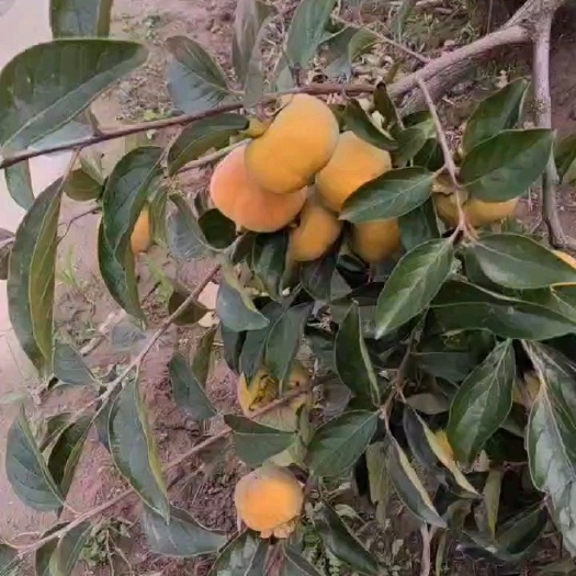 大荔县阳丰，次郎巧克力脆甜柿子大量上市产地直发保质保量欢迎订购