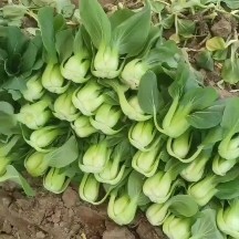 大同中大颗油菜基地，颗颗都在3两左右，每天基地现割，支持视频看货