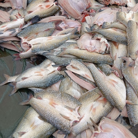 常州青鱼草鱼