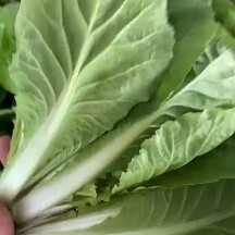 长沙小白菜