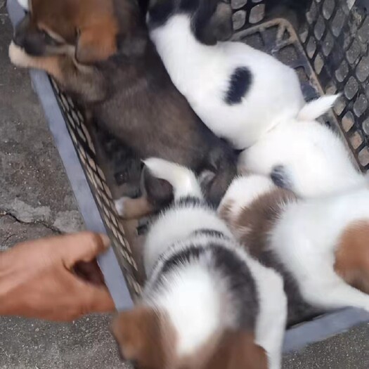 新沂市批发小土狗中华田园犬宠物犬3到5月龄 均打疫苗 活泼可爱