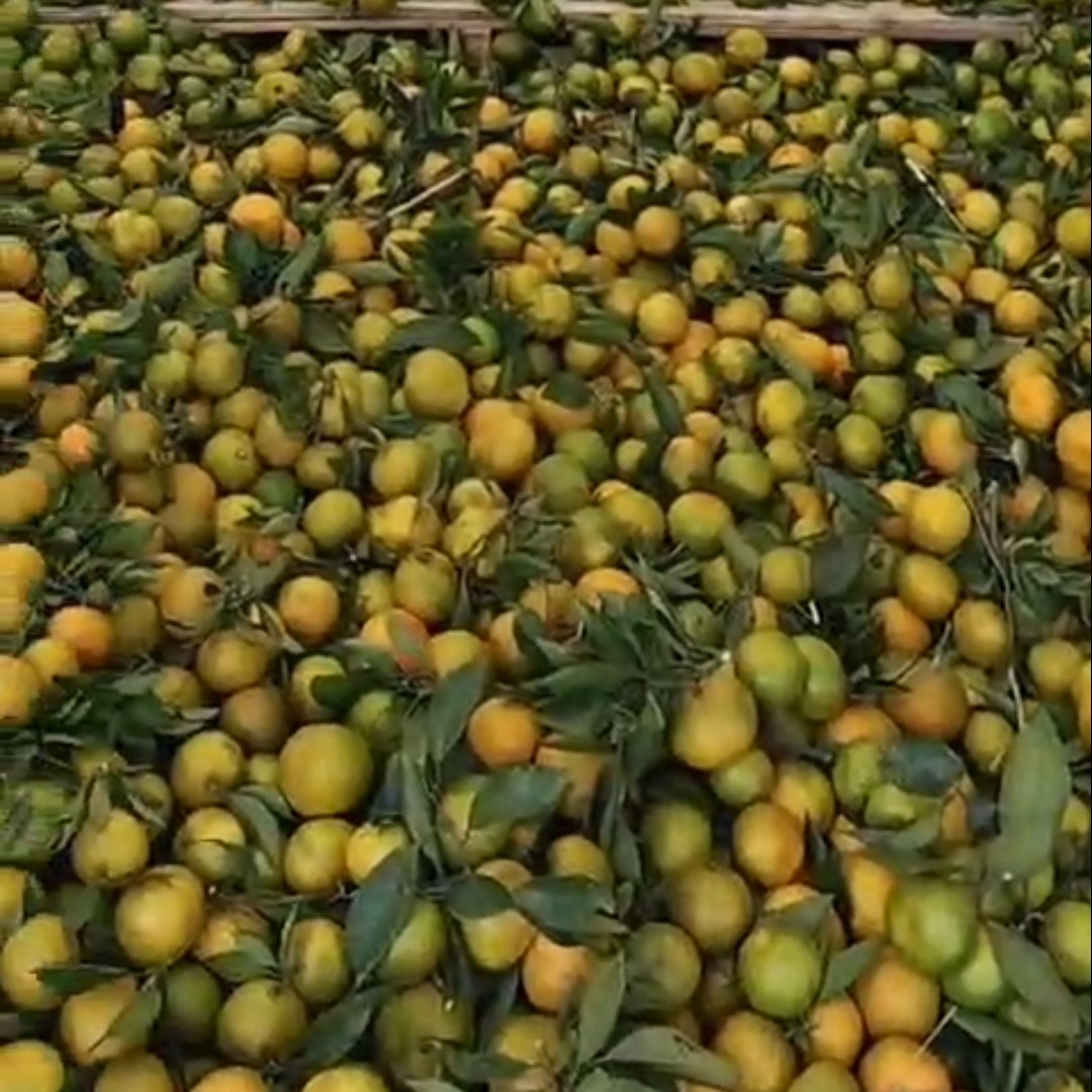 柑橘批发，原产地一手货源。需要的请联系