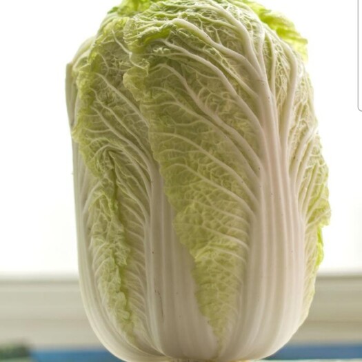 永宁县宁夏平原新鲜大白菜，日照充分。佳品