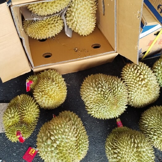 广州泰国金枕，越南金枕，树熟都有批发