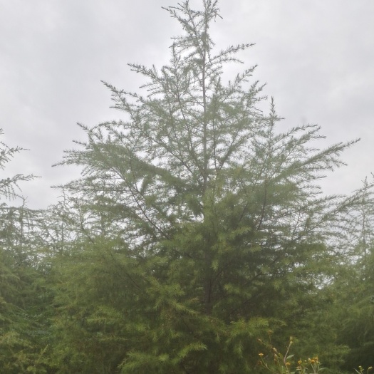 涡阳县自家种植雪松7年，卖不出去现在处理2个月4米雪松20多元每棵