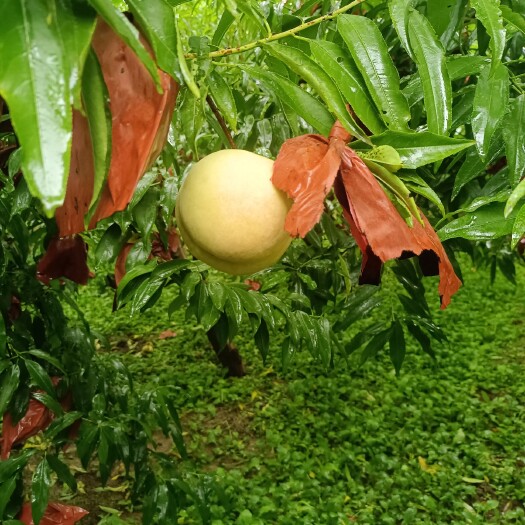 原阳县白桃，爆炸桃