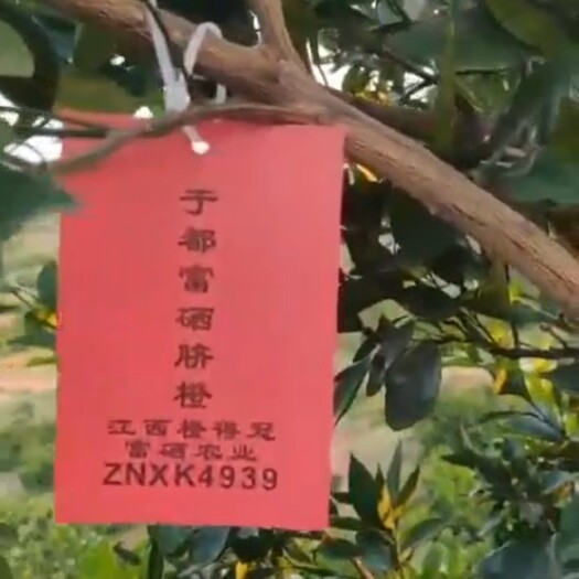 于都县赣南脐橙