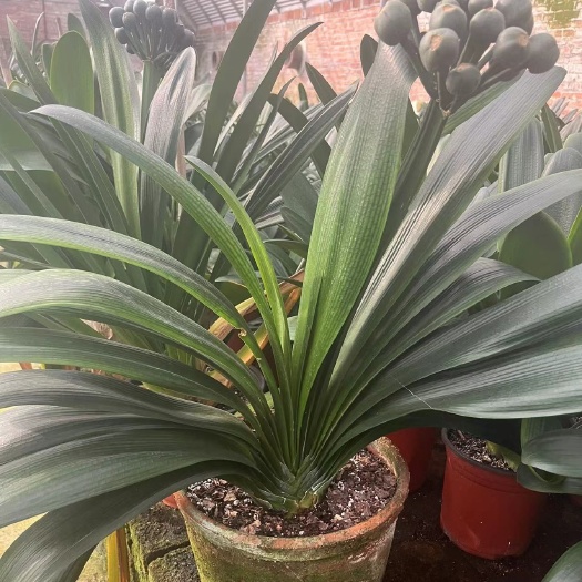 鞍山种植基地，批发出售君子兰