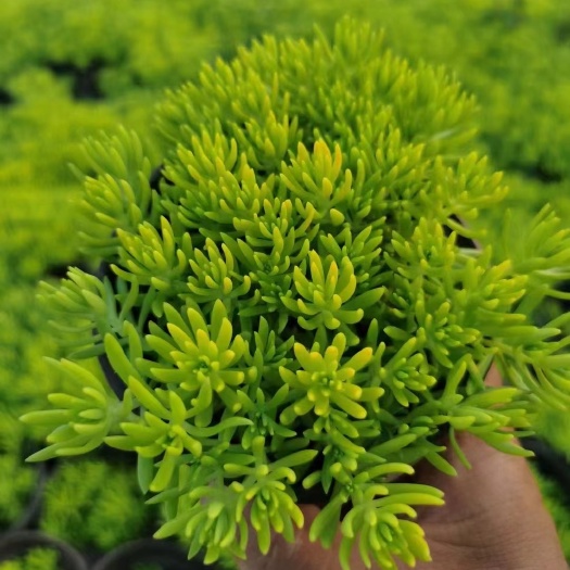 青州市佛甲草是一种耐旱性好的多浆绿草种，用于屋顶绿化，采用无土栽培