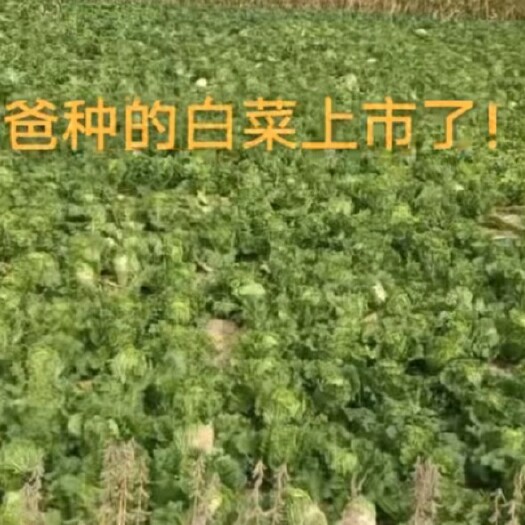榆林产地直销售果蔬菜