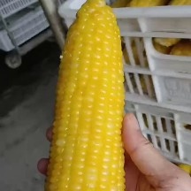 集贤县速冻黄糯玉米