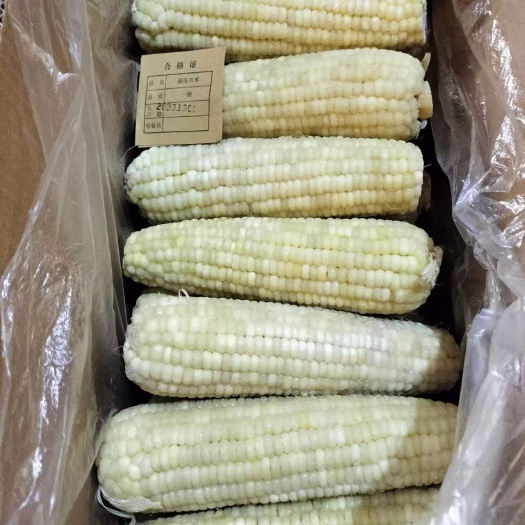 集贤县速冻白糯玉米