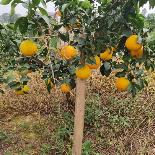 蒲江县爱媛38号，正常成熟。颜色满火红。果子周正漂亮。