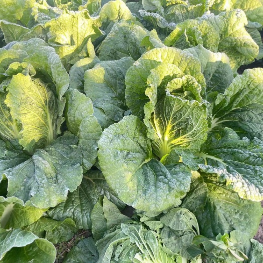 肇源县东北大白菜