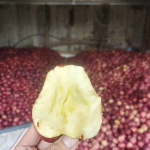 礼县甘肃礼县山地苹果  口感好水分足含糖量高（小果）