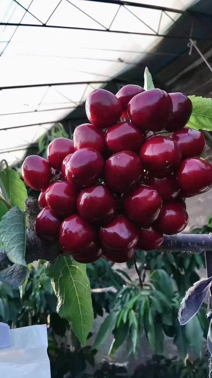 苗海果树种植有限公司