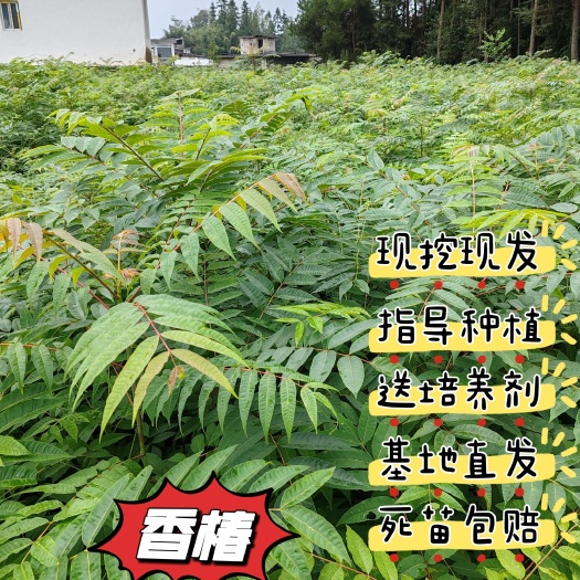 利川市香椿树苗