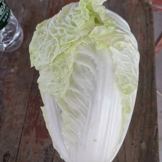 沛县白菜