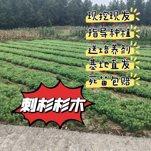 利川市刺杉小苗