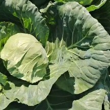 邯郸圆包菜