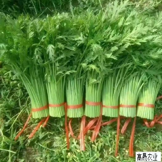 寿光市寿光精品茼蒿大量上市