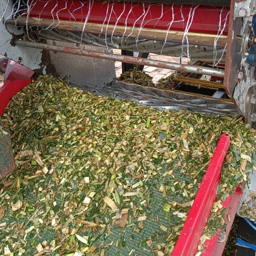 南皮县出售新鲜黄储包个，没有隔夜草不添加一滴水，自然发酵，诚信合作