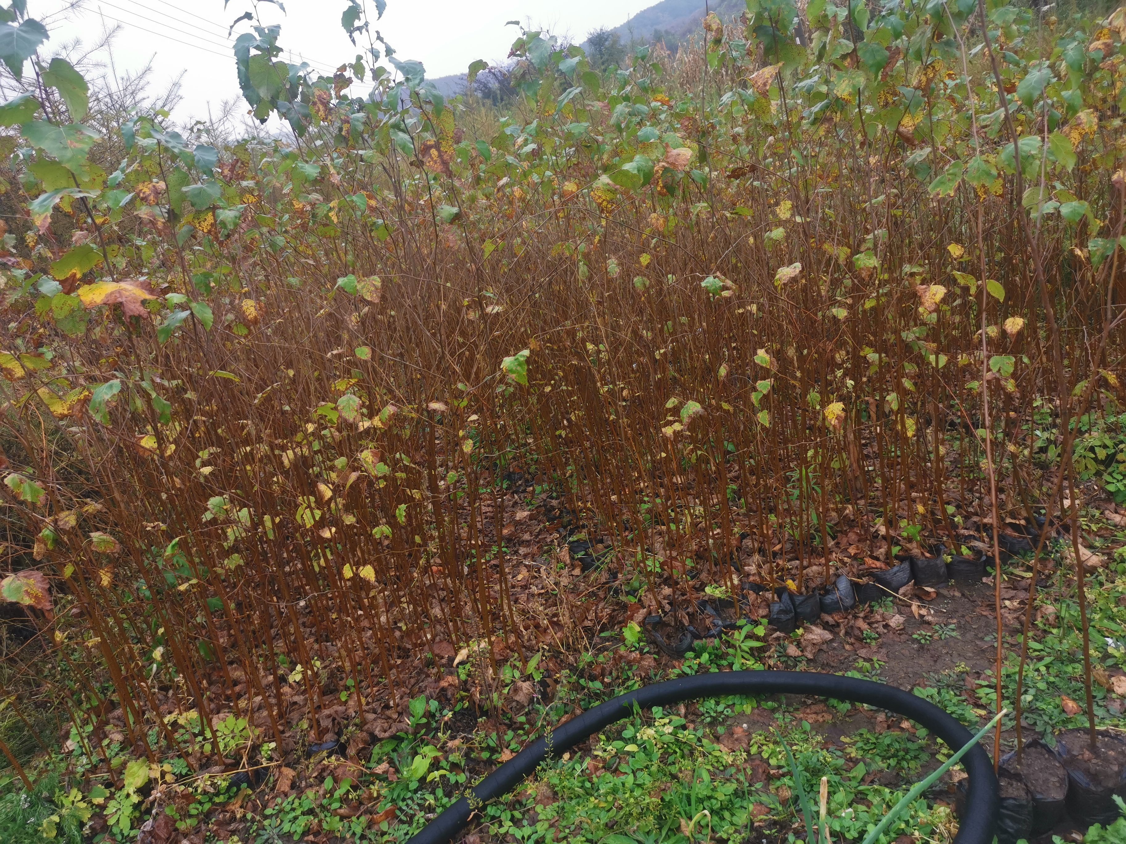 二年移植白桦裸根苗