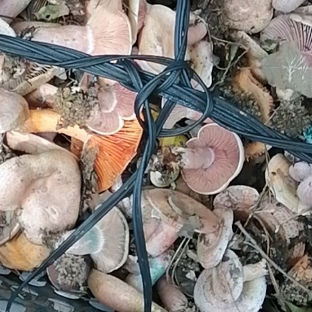 枣阳市蘑菇
