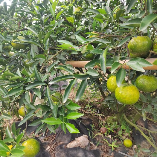 江门新会天马陈皮油粒子丰富