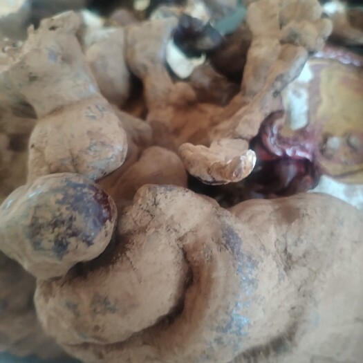 鄂尔多斯灵芝孢子粉