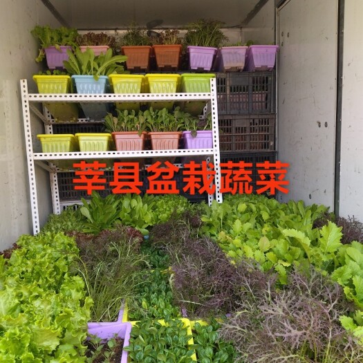 莘县盆栽蔬菜