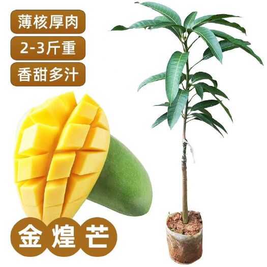 灵山县金煌芒果树苗嫁接苗矮化台农桂七芒带土带叶盆栽四季结果南方种植