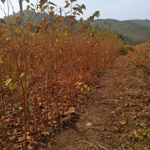 二年移植白桦裸根苗