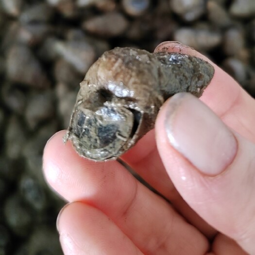 监利市炮头石螺