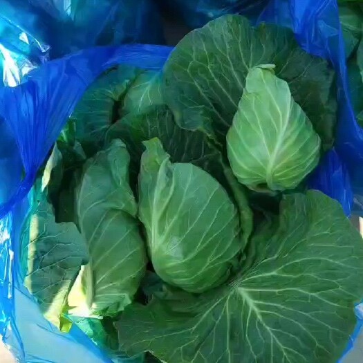 如东县牛心菜