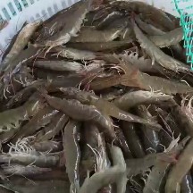 南美白对虾