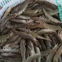 南美白对虾