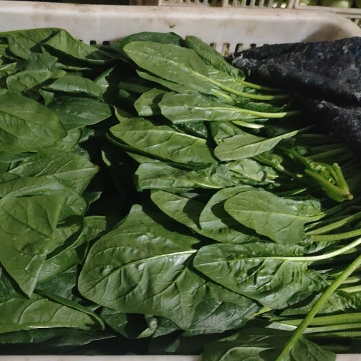 聊城山东聊城产区大量供应菠菜