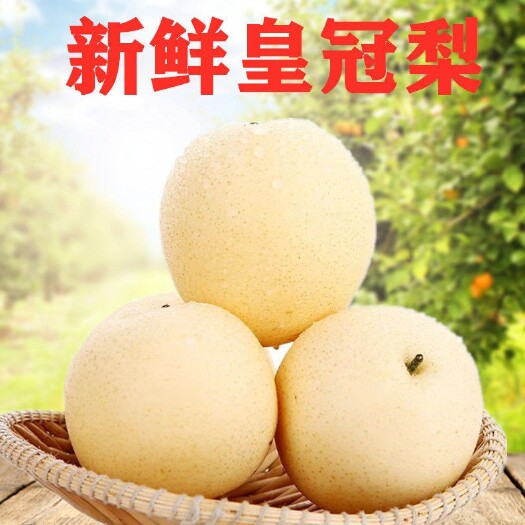 赵县秋月梨